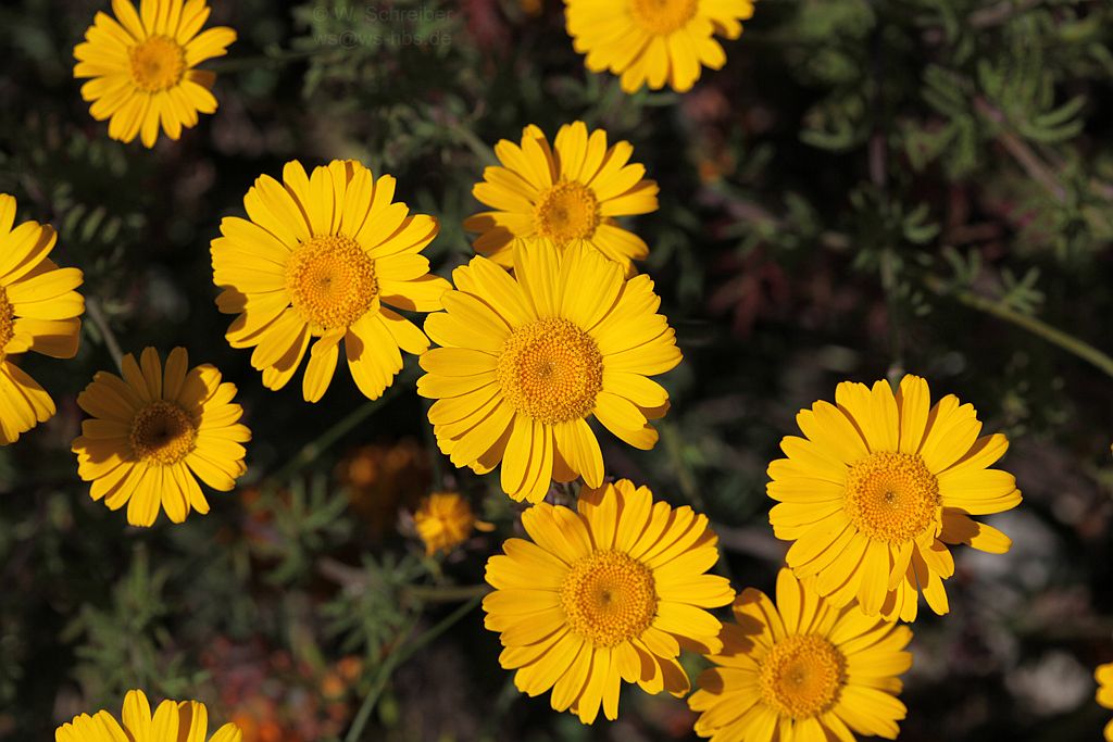 090628-1315 - Saat-Wucherblume